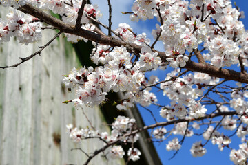 For easter and spring greeting cards. Apricot tree. Spring white flowers on a tree branch. Apricot tree in bloom. Spring, seasons, white flowers of apricot tree close-up