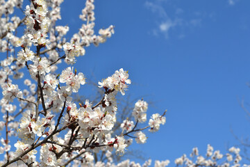Beautiful floral spring abstract background of nature. Spring Apricot tree.  Spring white flowers on a tree branch. Apricot tree in bloom. Spring, seasons, white flowers of tree
