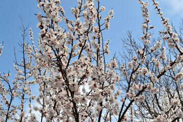 Beautiful floral spring abstract background of nature. Prunus armeniaca. Apricot tree. Spring white flowers on a tree branch. Apricot tree in bloom. Spring, seasons, white flowers of tree