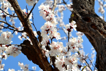 Beautiful floral spring abstract background of nature. Prunus armeniaca. Apricot tree. Spring white flowers on a tree branch. Apricot tree in bloom. Spring, seasons, white flowers