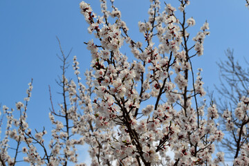 Beautiful floral spring abstract background of nature. Prunus armeniaca. Apricot tree. Spring white flowers on a tree branch. Apricot tree in bloom. Spring, seasons, flowers