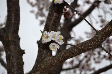 Beautiful floral spring abstract background of nature. Apricot tree.  Spring white flowers on a tree branch. Apricot tree in bloom. Spring, seasons, white flowers of apricot tree close-up