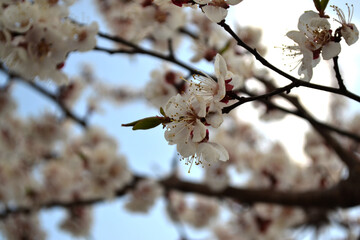 Apricot tree. Prunus armeniaca. Beautiful floral spring abstract background of nature. Spring white flowers on a tree branch. Apricot tree in bloom. Spring, seasons, white flowers