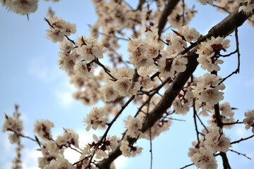 Apricot tree. Prunus armeniaca. Beautiful floral spring abstract background of nature. Spring white flowers on a tree branch. Apricot tree in bloom. Spring, seasons, white flowers of apricot tree