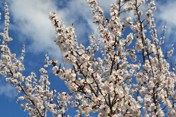 Apricot tree. Beautiful floral spring abstract background of nature. Spring white flowers on a tree branch. Apricot tree in bloom. Spring, white flowers of apricot tree