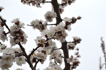 Apricot tree. Beautiful floral spring abstract background of nature. Spring white flowers on a tree branch. Apricot tree in bloom. Spring, seasons, white flowers of apricot tree