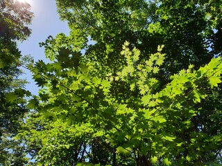 green leaves and sun