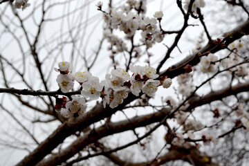 Beautiful floral spring abstract background of nature. Spring white flowers on a tree branch. Apricot tree