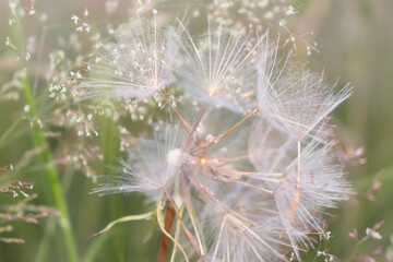Beautiful, soft dandelion head in a field of grass and white flowers in Germany.