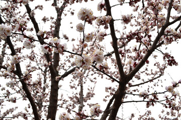 Apricot tree. Spring white flowers on a branch. For easter and spring greeting cards