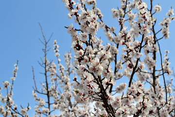 Apricot tree. Spring white flowers on a branch. For easter and spring greeting cards