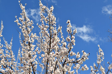 Apricot tree. Spring white flowers on a branch. For easter and spring greeting cards