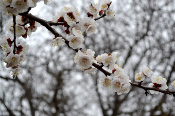 Apricot tree. Spring white flowers on a branch. For easter and spring greeting cards