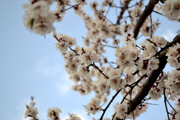 Apricot tree. Spring white flowers on a branch. For easter and spring greeting cards