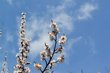 Apricot tree. Spring white flowers on a branch. For easter and spring greeting cards
