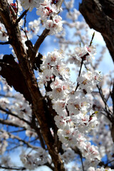 Apricot tree. Spring white flowers on a branch. For easter and spring greeting cards