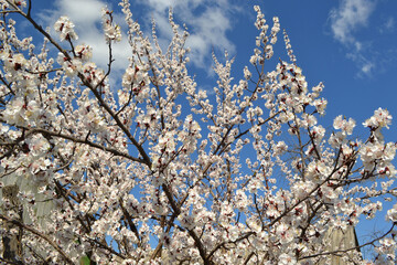 Apricot tree. Spring white flowers on a branch. For easter and spring greeting cards