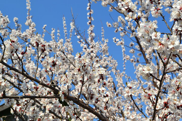 Apricot tree. Spring white flowers on a branch. For easter and spring greeting cards