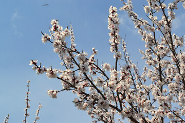 Apricot tree. Spring white flowers on a branch. For easter and spring greeting cards