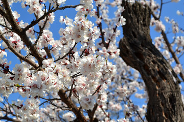 Apricot tree. Spring white flowers on a branch. For easter and spring greeting cards