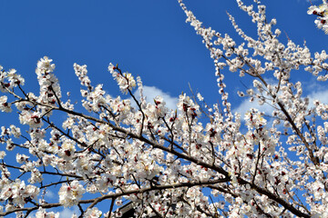 Beautiful floral spring abstract background of nature. Apricot tree. Spring