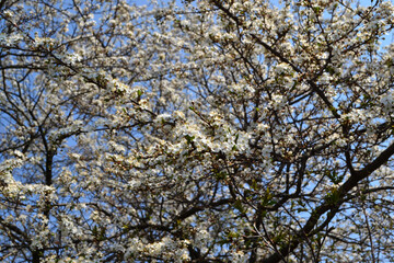 Blossoming cherry plum