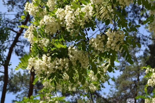 Beautiful floral spring abstract background of nature. Blossoming acacia (Robinia pseudoacacia). Spring white flowers. Acacia