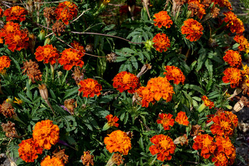 Beautiful floral autumn abstract background of nature. Flower Marigold. Tagetes erecta. Flowering herb. Orange flowers. Autumn. Autumn landscape with marigold