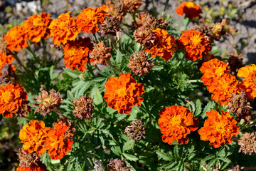 Flower Marigold. Tagetes erecta. Flowering herb