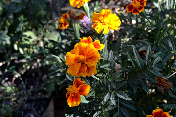 Flower Marigold. Beautiful floral autumn abstract background of nature. Tagetes erecta. Flowering herb. Orange