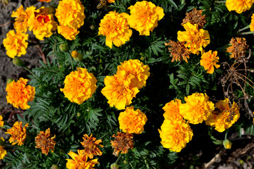 Beautiful floral autumn abstract background of nature. Flower Marigold. Tagetes erecta. Flowering herb