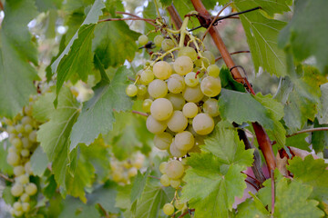 Natural garden background with branches of young grape leaves