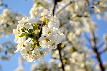 Background with branches of cherry flowers