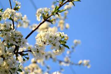 Background with branches of cherry flowers