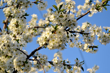 Background with branches of cherry flowers
