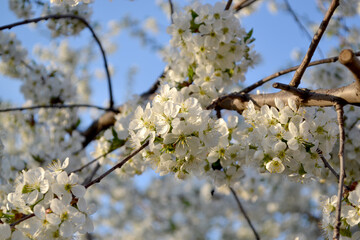 Prunus subgen. Spring landscape with cherry flowers. Natural garden background with branches of cherry flowers. Beautiful floral background of nature