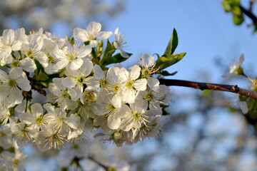 Prunus subgen. Spring landscape with cherry flowers. Natural garden background with branches of cherry flowers. Beautiful background