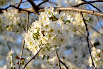 Prunus subgen. Spring landscape with cherry flowers. Natural garden background with branches of cherry flowers. Beautiful background of nature