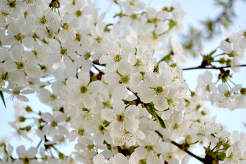 Background with branches of cherry flowers
