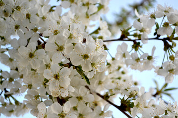 Fototapeta premium Prunus subgen. Natural garden background with branches of cherry flowers. Spring landscape with cherry flowers. Beautiful