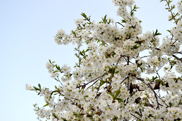 Background with branches of cherry flowers