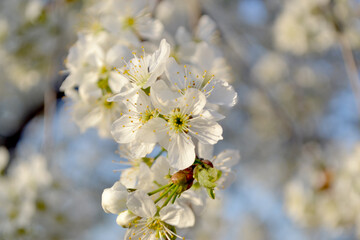 Natural garden background with branches of cherry flowers. Prunus subgen. Spring
