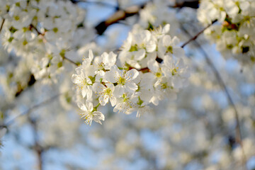 Background with branches of cherry flowers