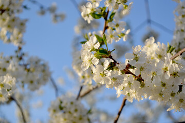 Background with branches of cherry flowers