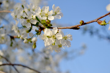 Background with branches of cherry flowers