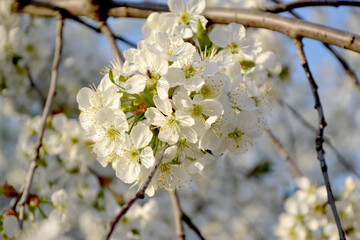 Background with branches of cherry flowers