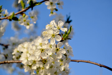 Natural garden background with branches of cherry flowers. Prunus subgen. Spring landscape with cherry flowers. Beautiful floral abstract background of nature
