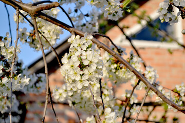 Fototapeta premium Background with branches of cherry flowers
