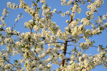 Background with branches of cherry flowers
