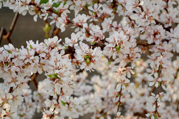 Prunus tomentosa. Felt cherry. Beautiful floral abstract background of nature. Spring landscape. Natural garden background with branches of Chinese cherry flowers. Spring flowerbed